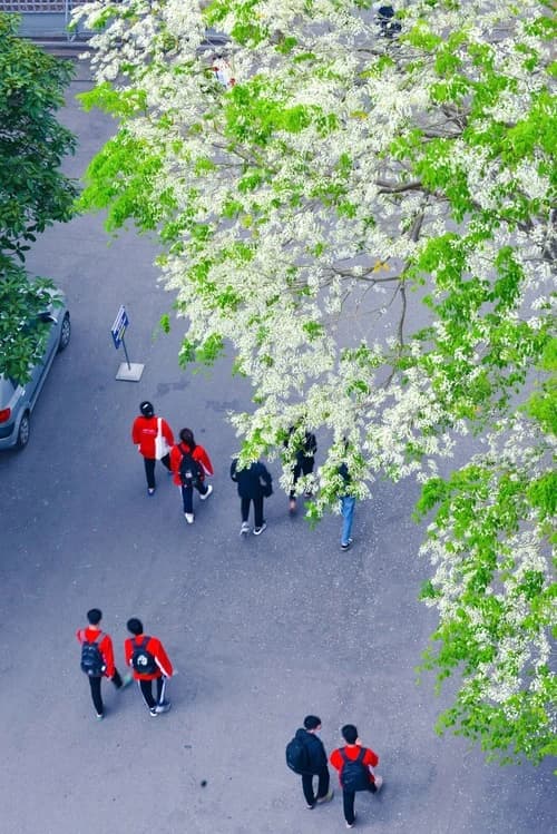 Students walking through the Academy campus under flowering trees.